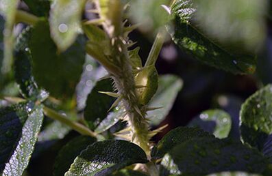 rosehip stems from psoriasis on the head